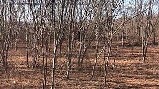 video completo por red o en plataformas s de pago