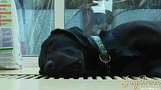 I love how Joybear and Megan Coxxx enjoy creampies in our couple sessions with doggystyle and blowjobs