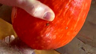 Pumpkin Fucker With Toys And Cum?