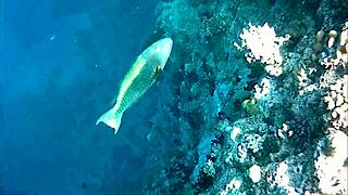 mariaold the milf flashes her huge natural tits and pussy