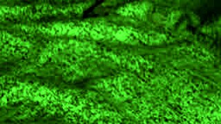 redhot fox adventures