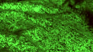 redhot fox adventures