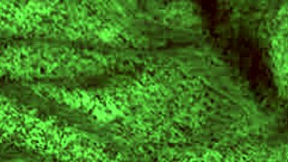 redhot fox adventures