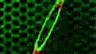 Jenna Foxx drills her trimmed pussy with a dildo!