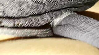 beautiful big ass and boobs indian hot wife gets fingered then fucked hardcore in doggystyle with moans