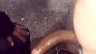 Gordinha casada gostosa delivers an intense blowjob while showcasing her fat big ass in amateur style.