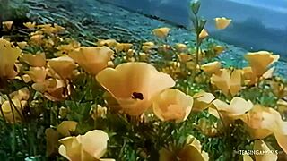 i cant resist watching others fuck it gets my big asian ass wet for outdoor doggystyle pounding and cum facials