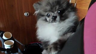 jazmine jynx big pussy lips labiaplasty vlog before after bts lesbian